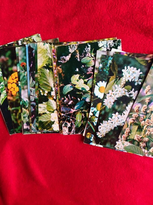 Зелёная аптека в открытках