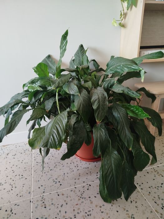 Planta Lírio da Paz