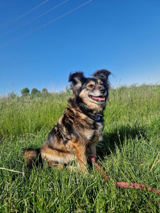 Chałka lękliwa sunia szuka domu