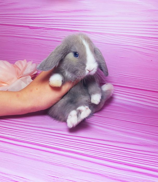 Карликовий міні кролик,мини веслоухие баранчики, крольчата