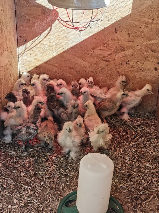 Silka  Kurczaki jedwabiste, Silki USA