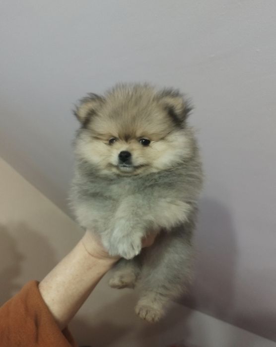 Pomeranian ZKwP  szpic miniaturowy