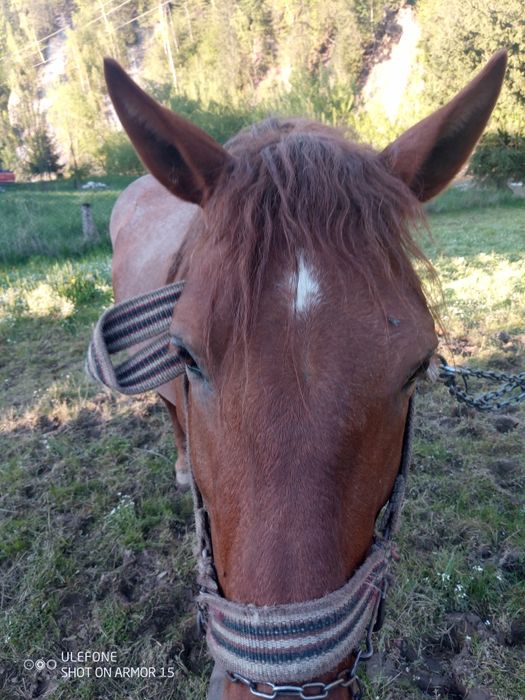 Продам коня оґір