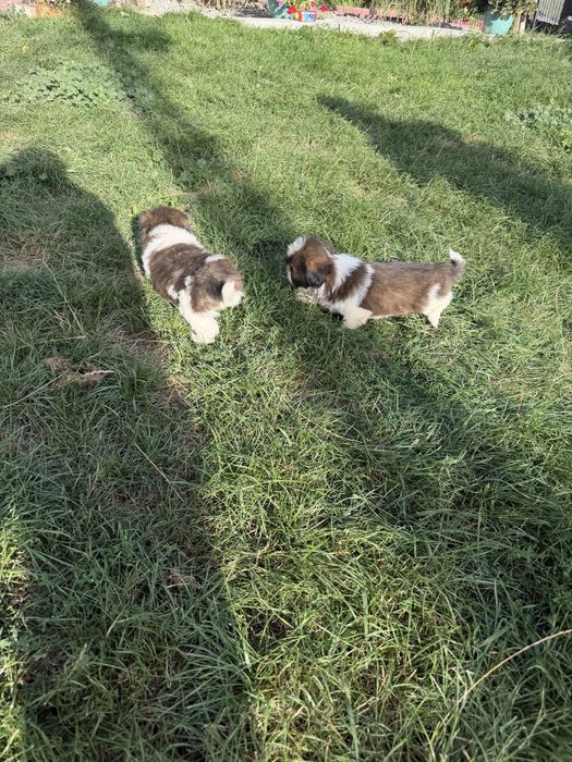 Śliczny Piesek Shih-Tzu Gotowy Do Odbioru,Metryka,Książeczka,Chip !!