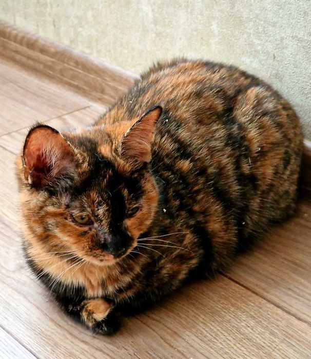 Кошеня шукає дім