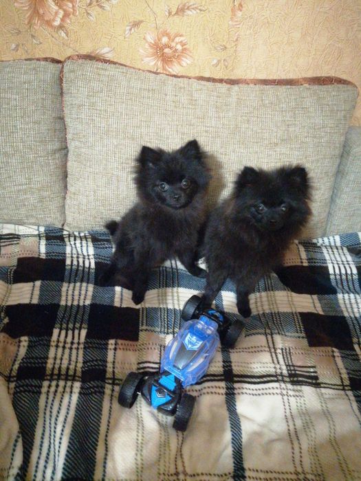 Продам щенка шпица мальчика