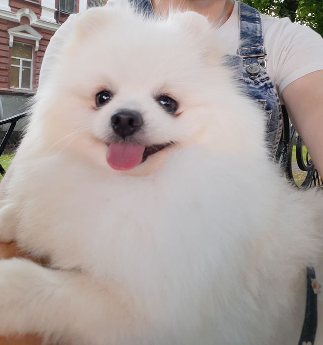 Померанский шпиц в белоснежной шубке приглашает невест