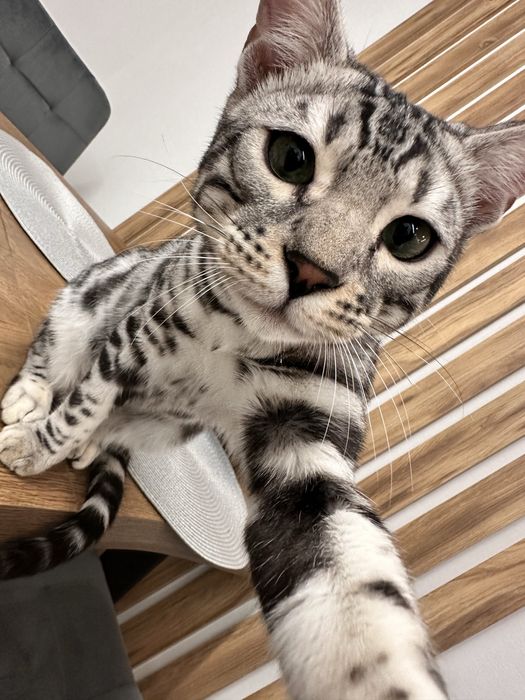 Бенгальский кот пол годика. С документами