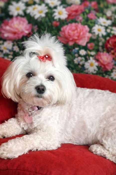 Sprzedam maltańczyki pieski