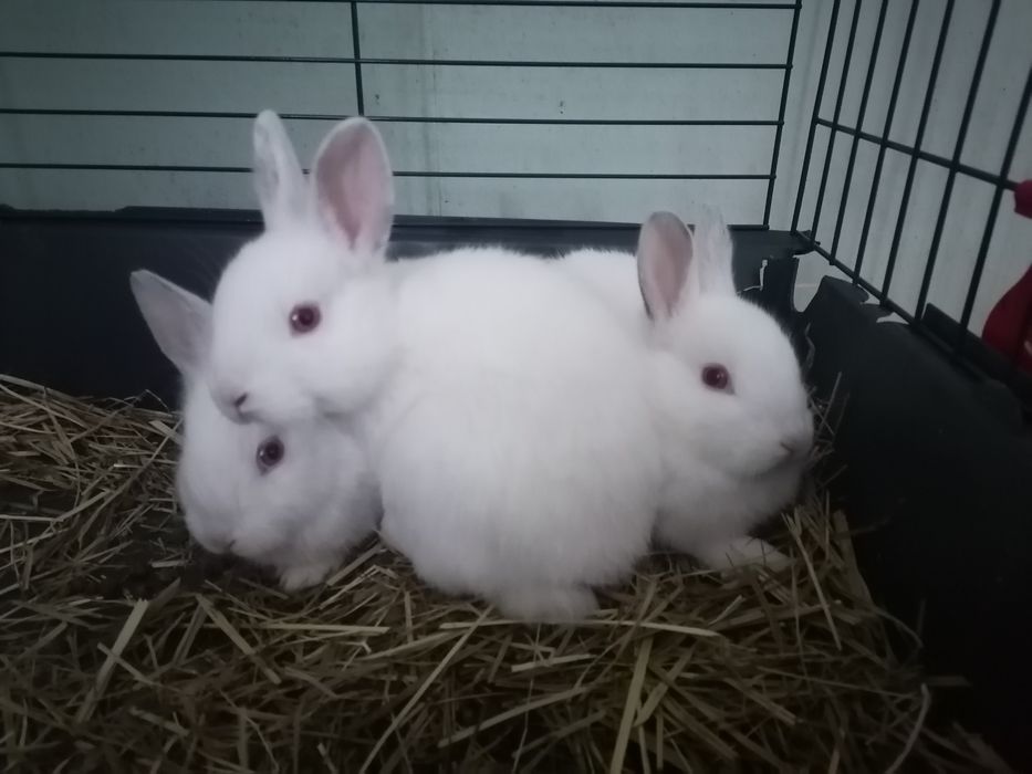 Sprzedam królika miniaturkę