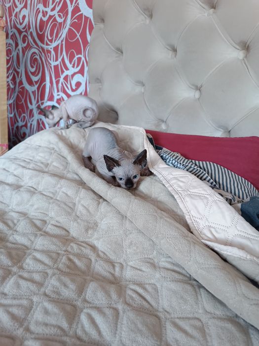 Канадські сфінкси