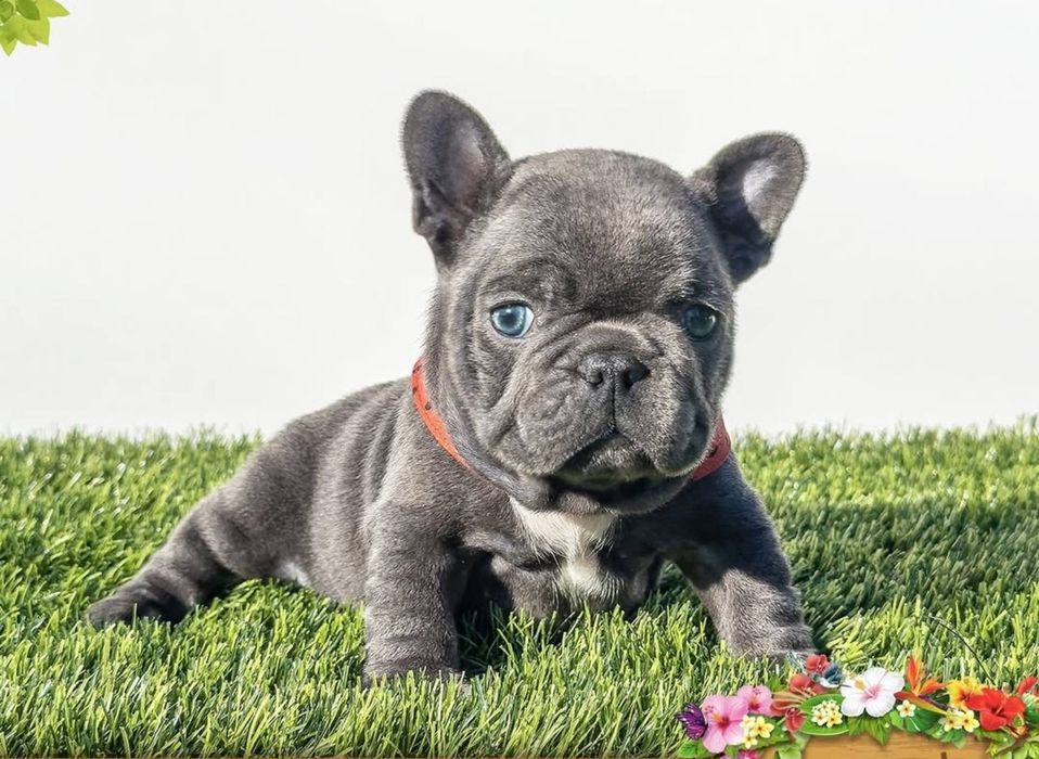 Чудовий хлопець,супер  . якості