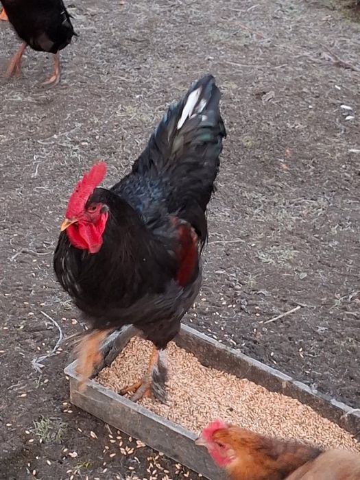 Koguty kogutki mlode