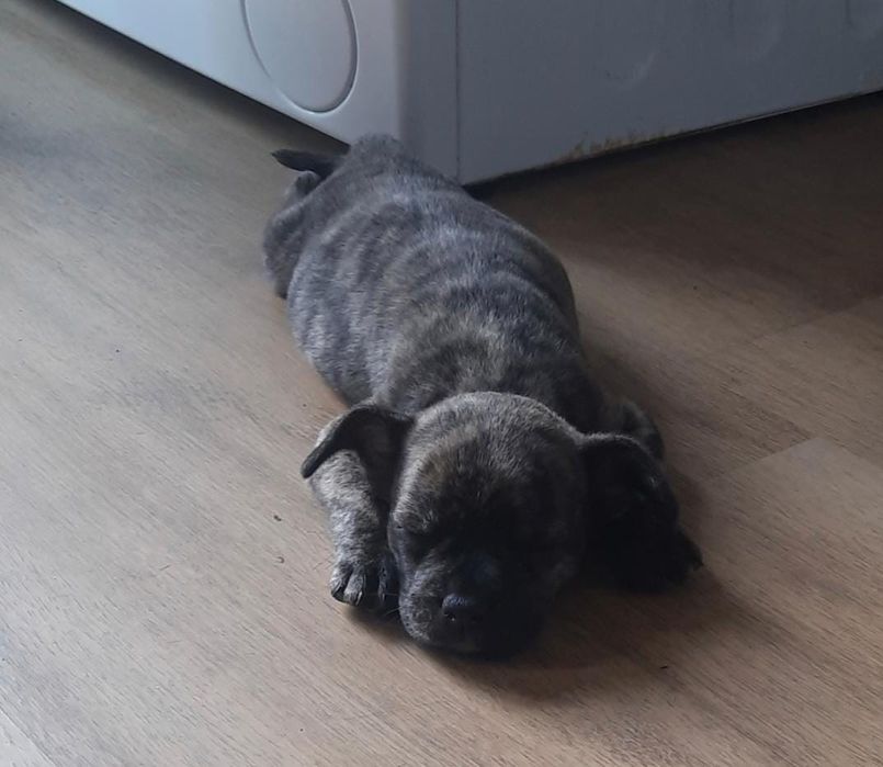 Polecam sie do adopcji