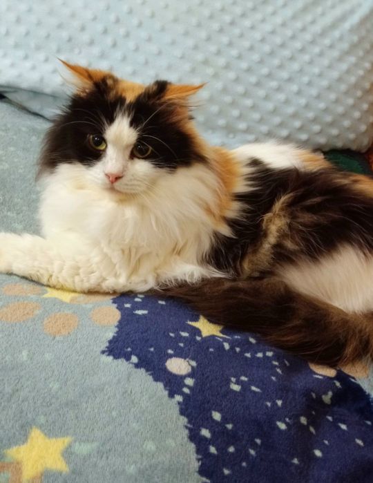 Пушистая трёхцветная стерилизованная кошка ищет дом! Кошка в хорошие р