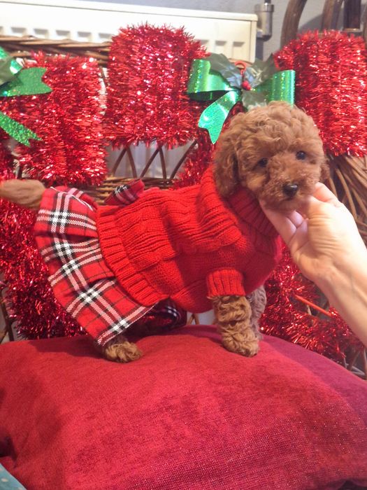 Dziewczinka pudel Toy. Gotowa do odbiory