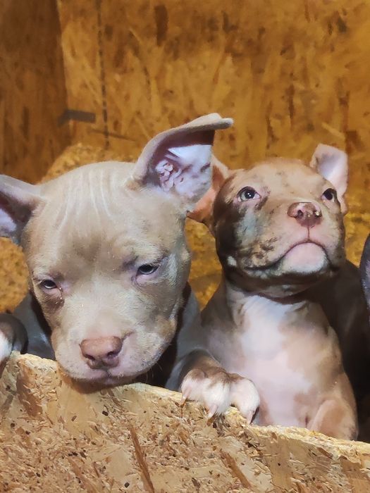 Американські буллі