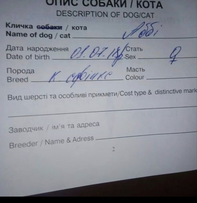 канадский сфинкс отдаем бесплатно