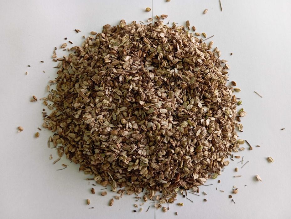 nasiona arcydzięgiel 2024