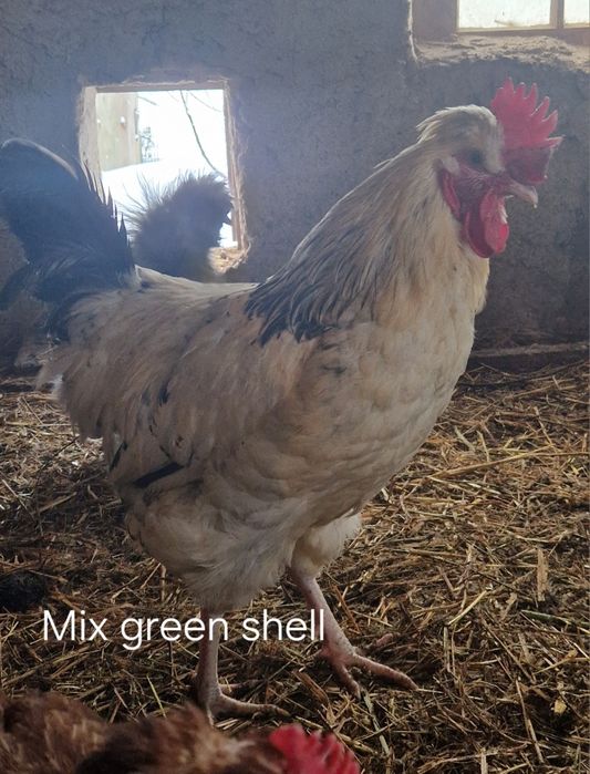 Sprzedam koguty 35zl za sztukę