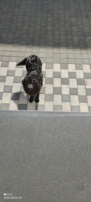 Sunia mieszanka labradora  z owczarkiem