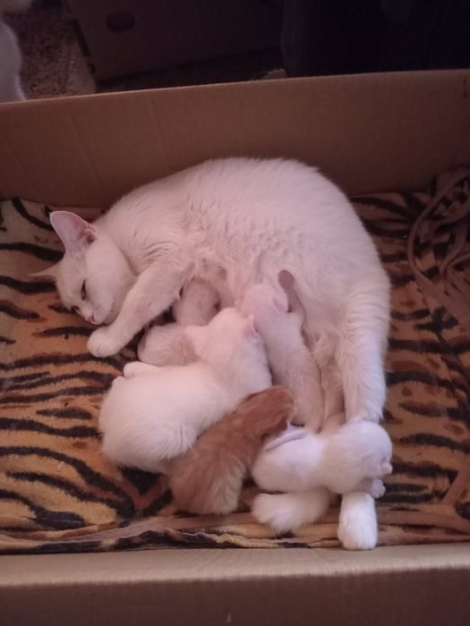 Продам котят рыжих и белых.