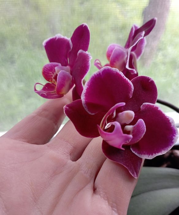 Дітки орхідеїїїїї