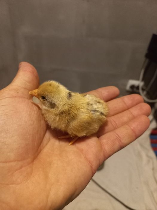 Яйця карликові кури бентамки курчата (Американка)