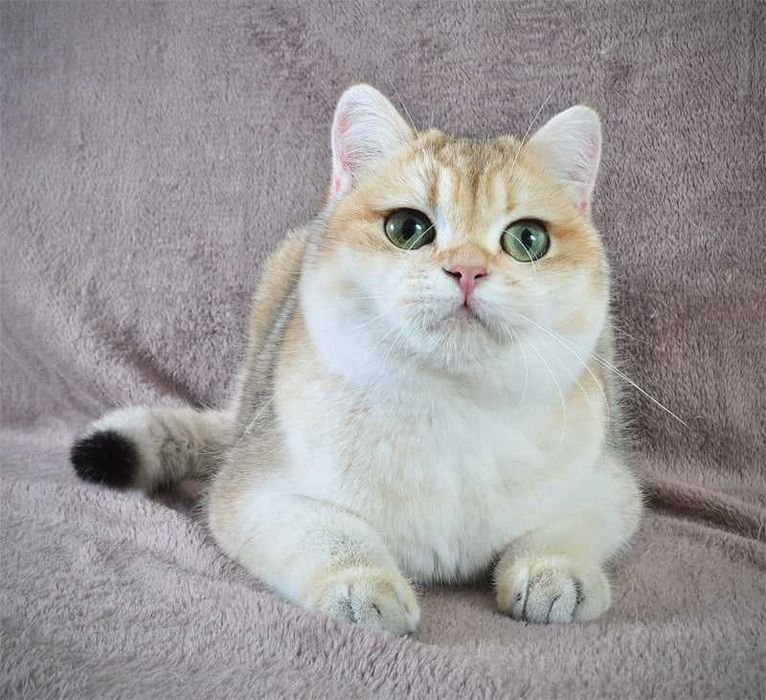 Золотая британская девочка