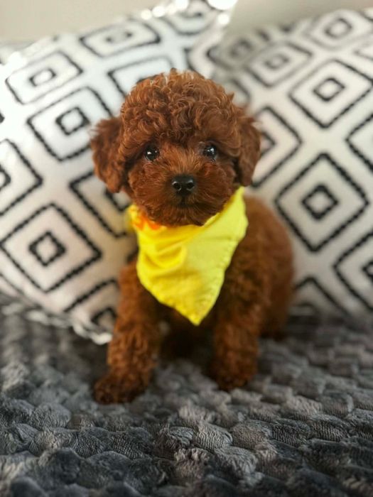 Казковий малиш   той пудель