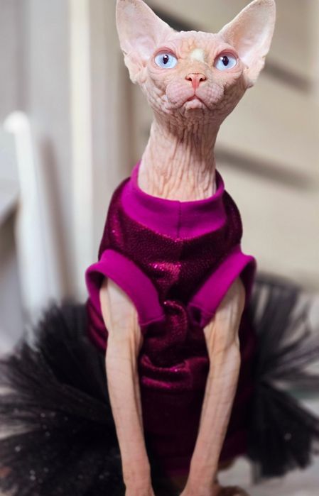 Kotka Sfinks Kanadyjski