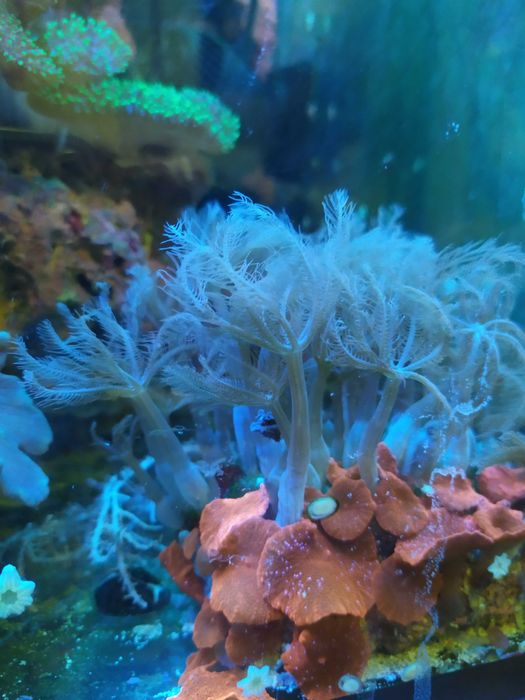 Корали в морський акваріум: Soft, LPS, SPS