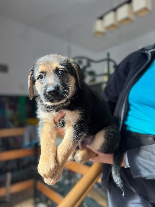 Siedmiu wspaniałych do adopcji . Dla wielbicieli dużych psów