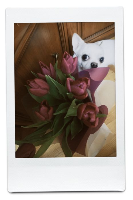 В’язка Чіхуахуа міні хлопчик