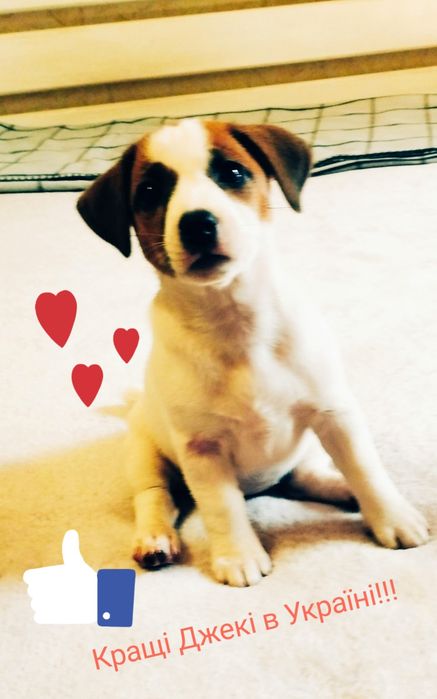 Найкращі дітки Джек в Україні,клубні!