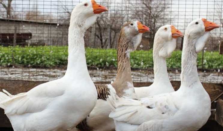 гусята Линда, пропоеные