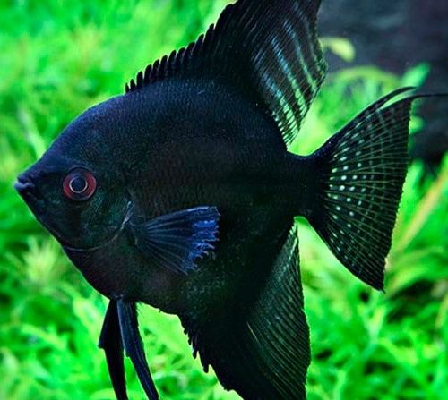 Аквариумные рыбки