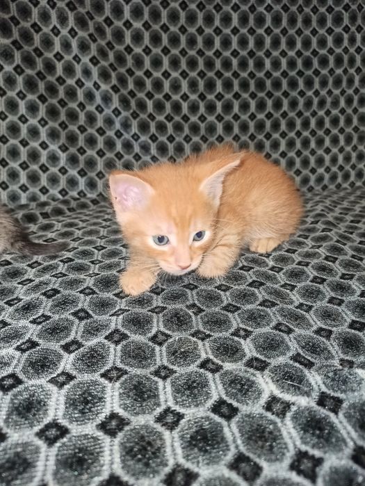 Віддам кошенят в добрі руки