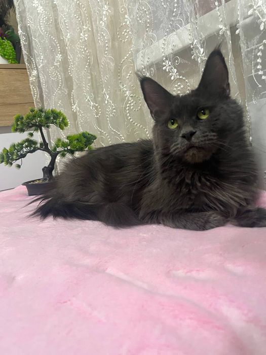 Кішка мейнкун подарую