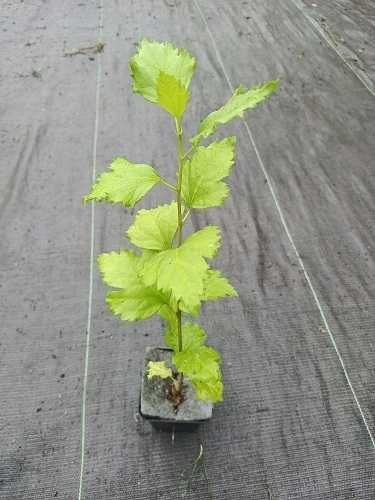 P11 Ketmia syryjska Hibiscus HURT DETAL Dostawa