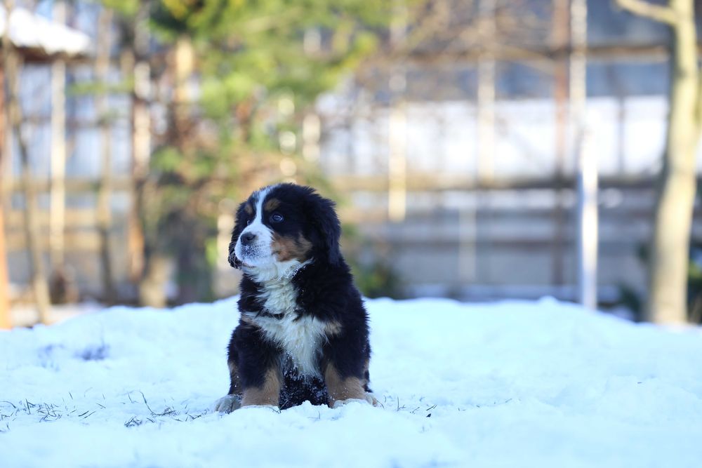 Berneński pies pasterski- szczeniak