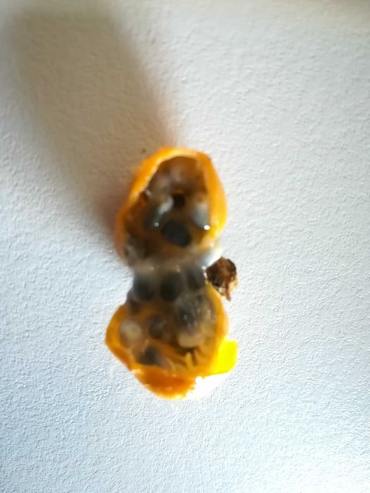 Maracujá Cestinho Amarelo