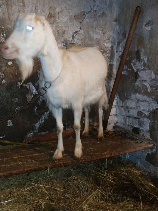 Продається молода коза