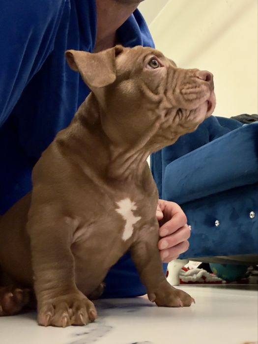 American bully.Pocket/Standard.Piesek.Po mocnych rodzicach