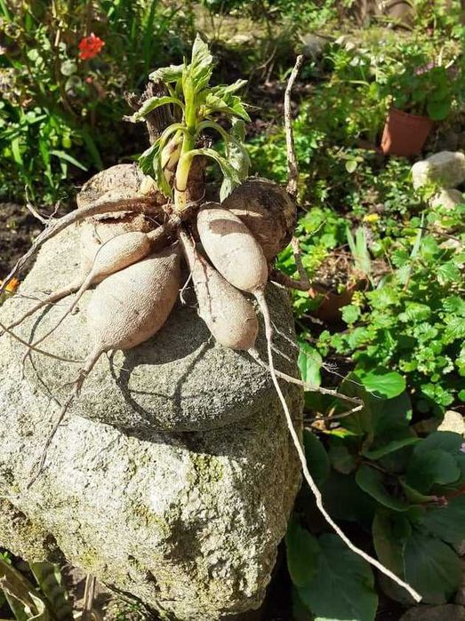 Rizomas de Batata Yacon