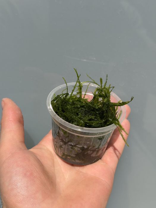 Musgo de Java (Java Moss) | Camarões | Aquário Plantado