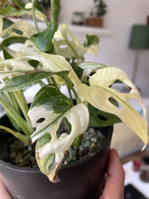 Monstera adansonia variegata