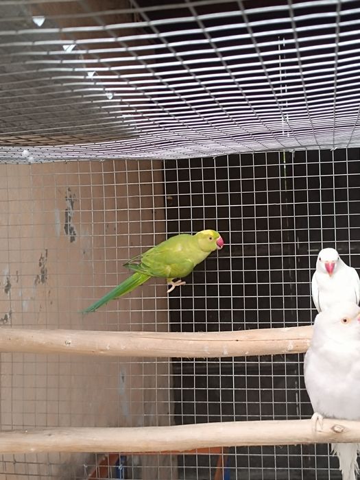 Troco ou vendo verde malhada