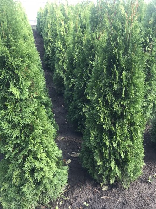 Туя СМАРАГД 1.40-1.50 Супер!