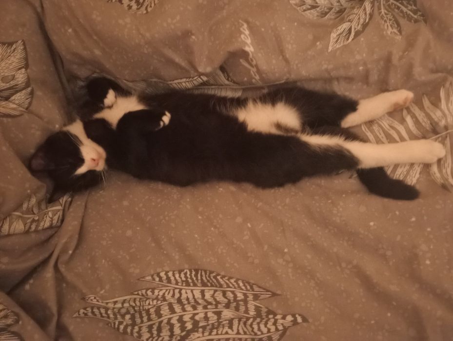 Котики шукають домівку